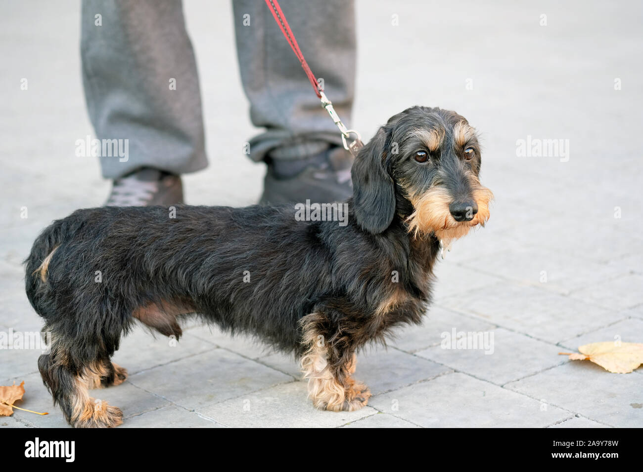 Black dachshund with brown spots on its face and legs. Miniature wire-haired dachshund on a red leash, stands on a gray paving slab at the feet of the Stock Photo