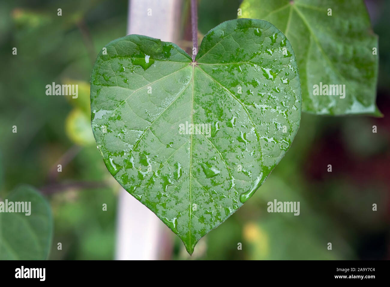 Green glorybind leaf in the shape of a heart. Wet leaf morning glory after rain. Curly plants of Ipomoea on the pipe. Stock Photo