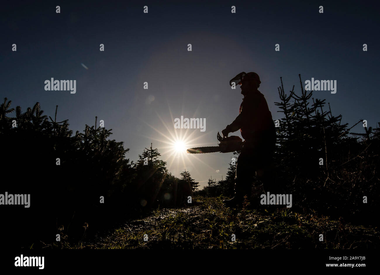 Christmas trees are harvested at Stockeld Park, YorkshireÕs largest
