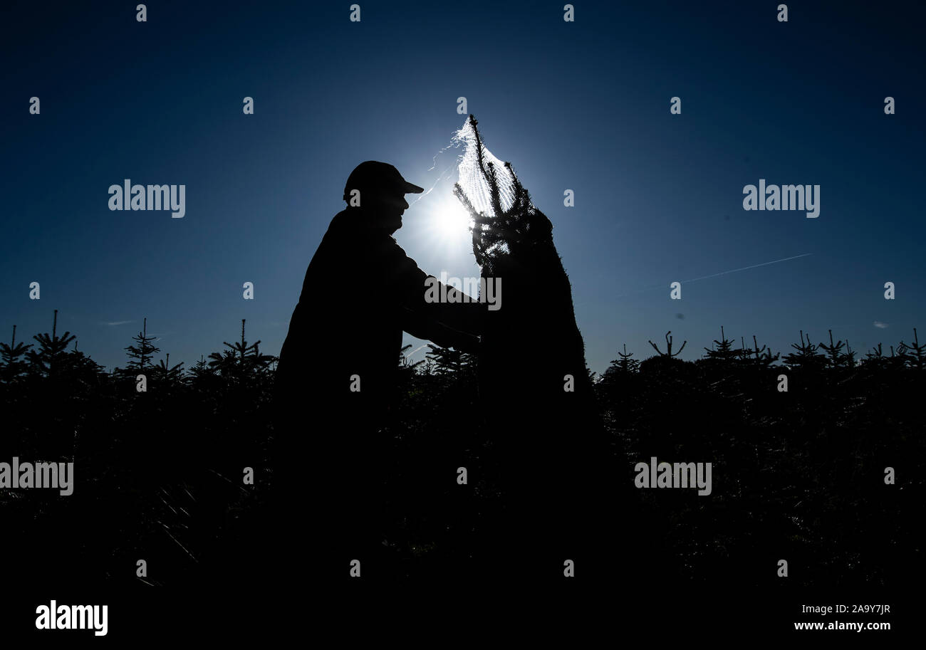 Christmas trees are harvested at Stockeld Park, Yorkshire's largest