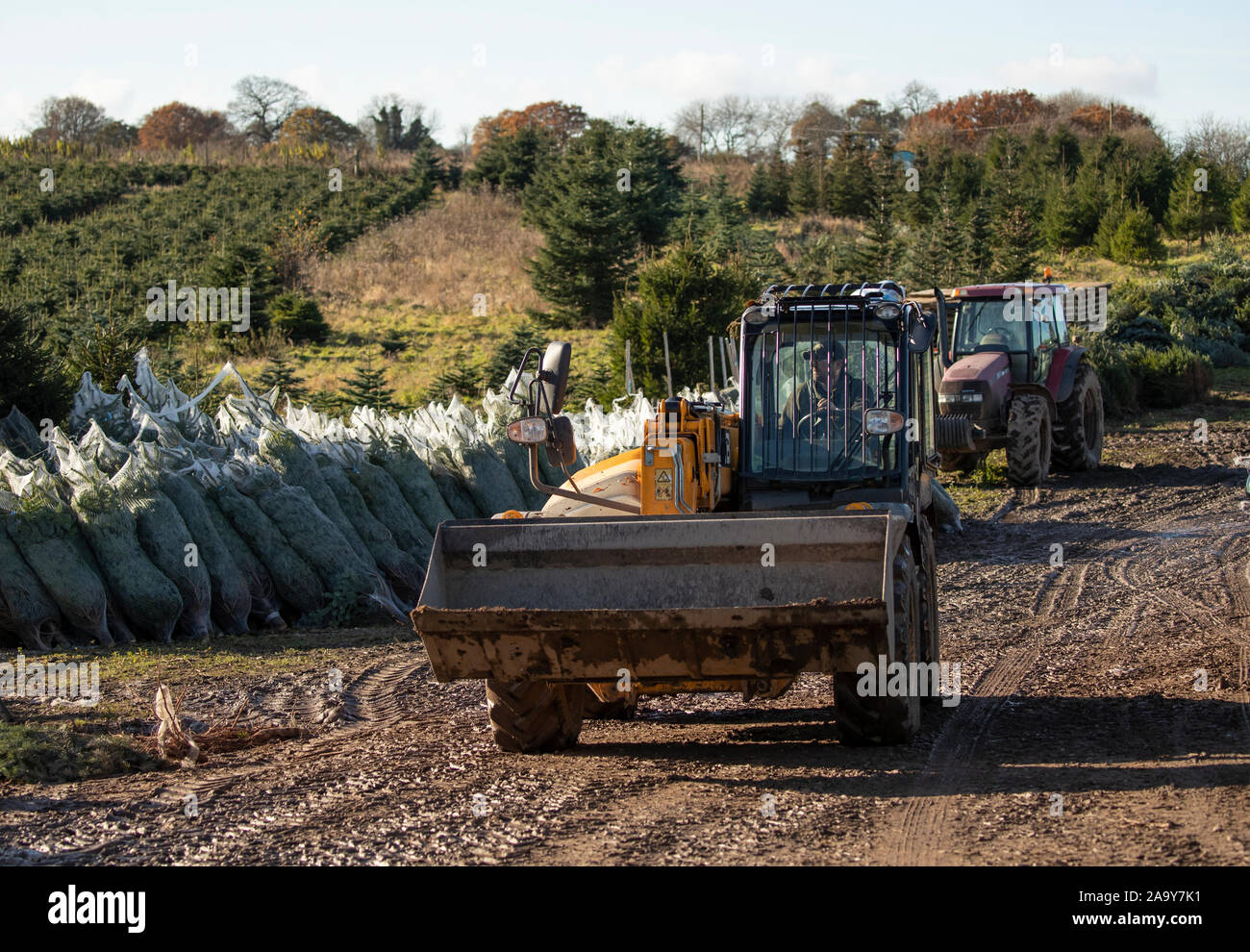 Christmas trees are harvested at Stockeld Park, YorkshireÕs largest