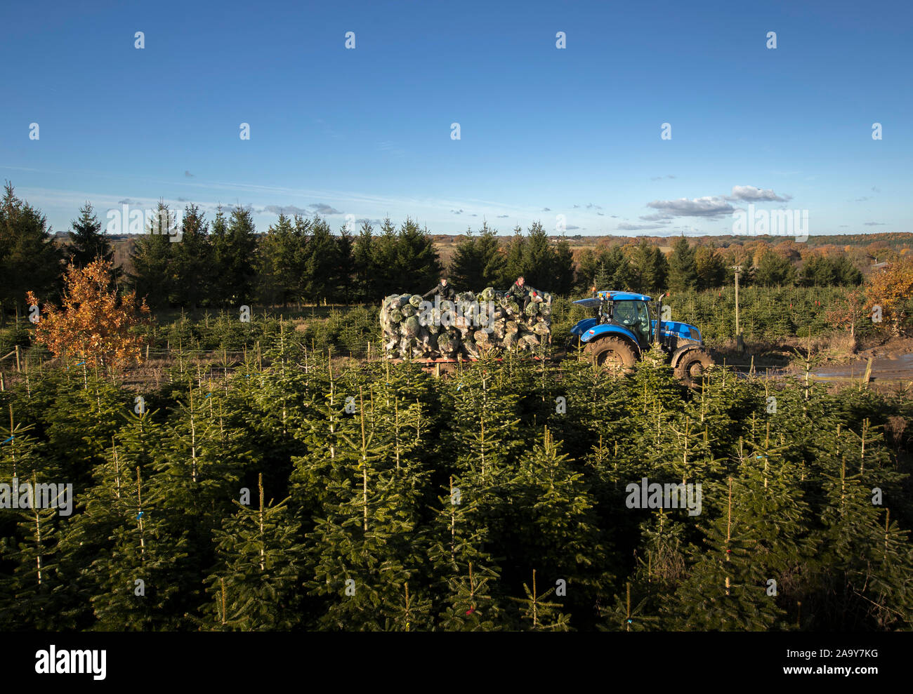 Christmas trees are harvested at Stockeld Park, Yorkshire's largest