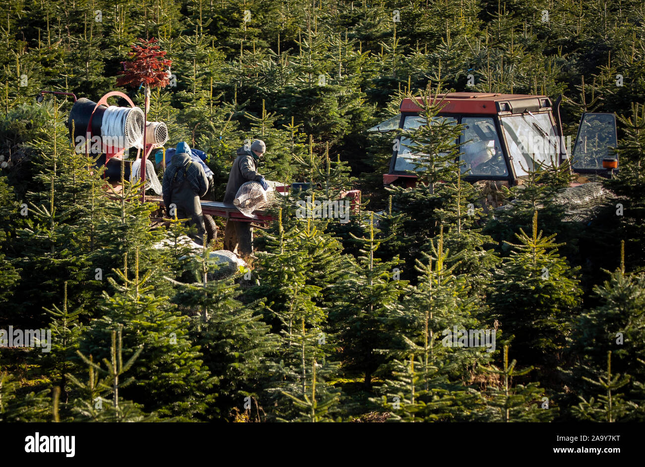 Christmas trees are harvested at Stockeld Park, Yorkshire's largest