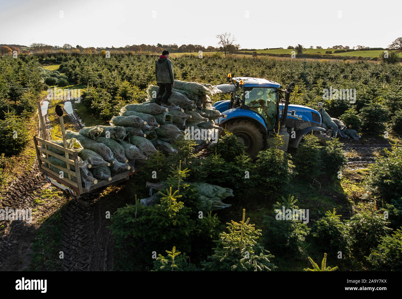 Christmas trees are harvested at Stockeld Park, YorkshireÕs largest