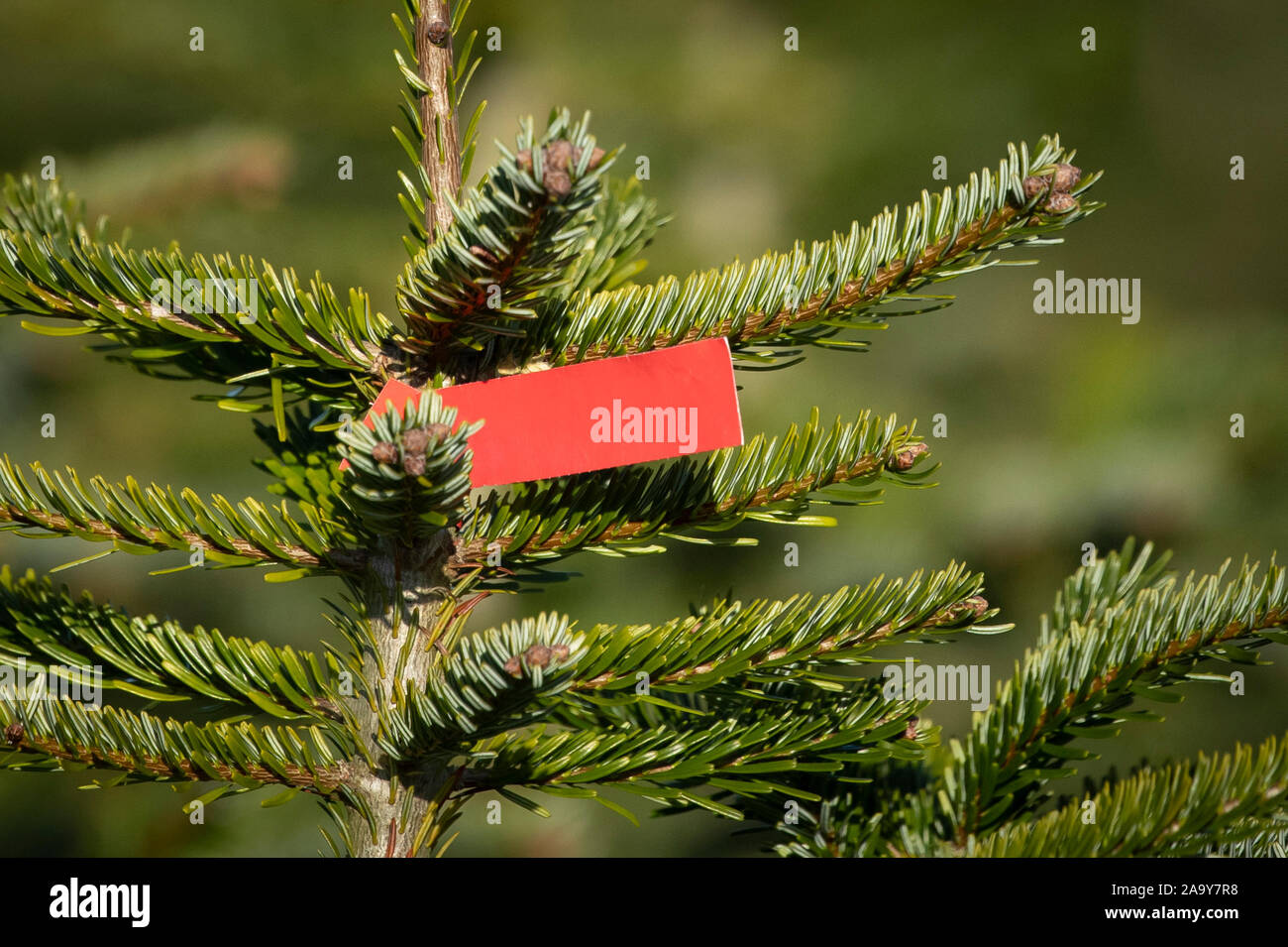 Yorkshires largest christmas tree plantation pa photo picture date hi