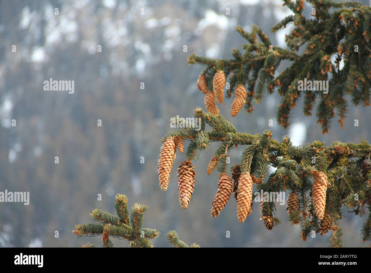 Noble fir and cones in winter mountains, Abies procera glauca fir nobilis Stock Photo