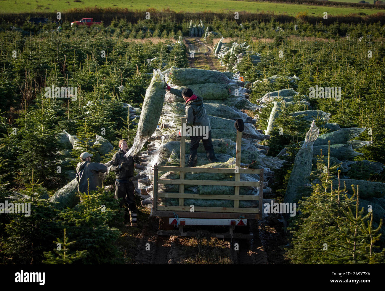 Christmas trees are harvested at Stockeld Park, YorkshireÕs largest