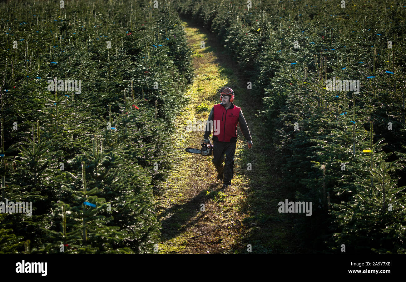 Christmas trees are harvested at Stockeld Park, YorkshireÕs largest
