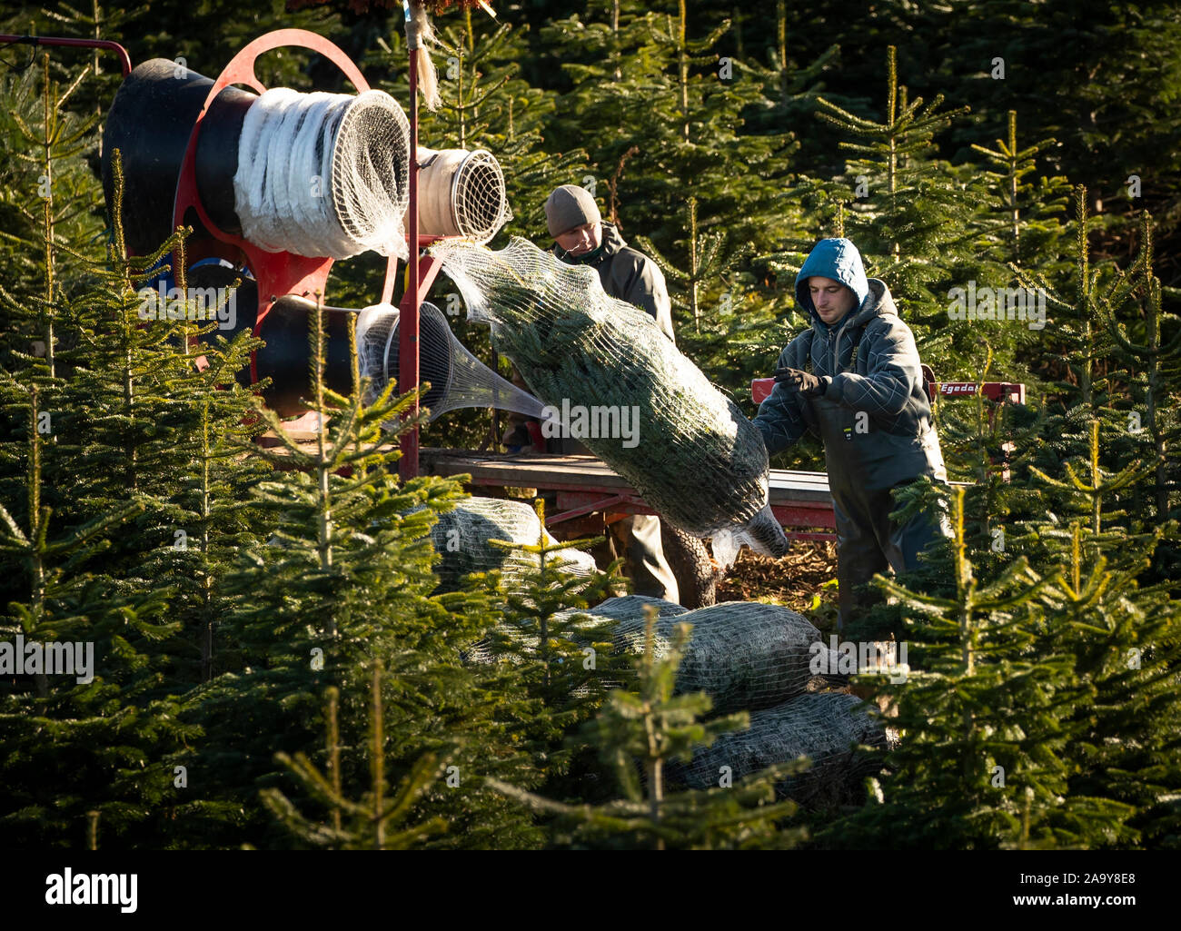 Christmas trees are harvested at Stockeld Park, YorkshireÕs largest