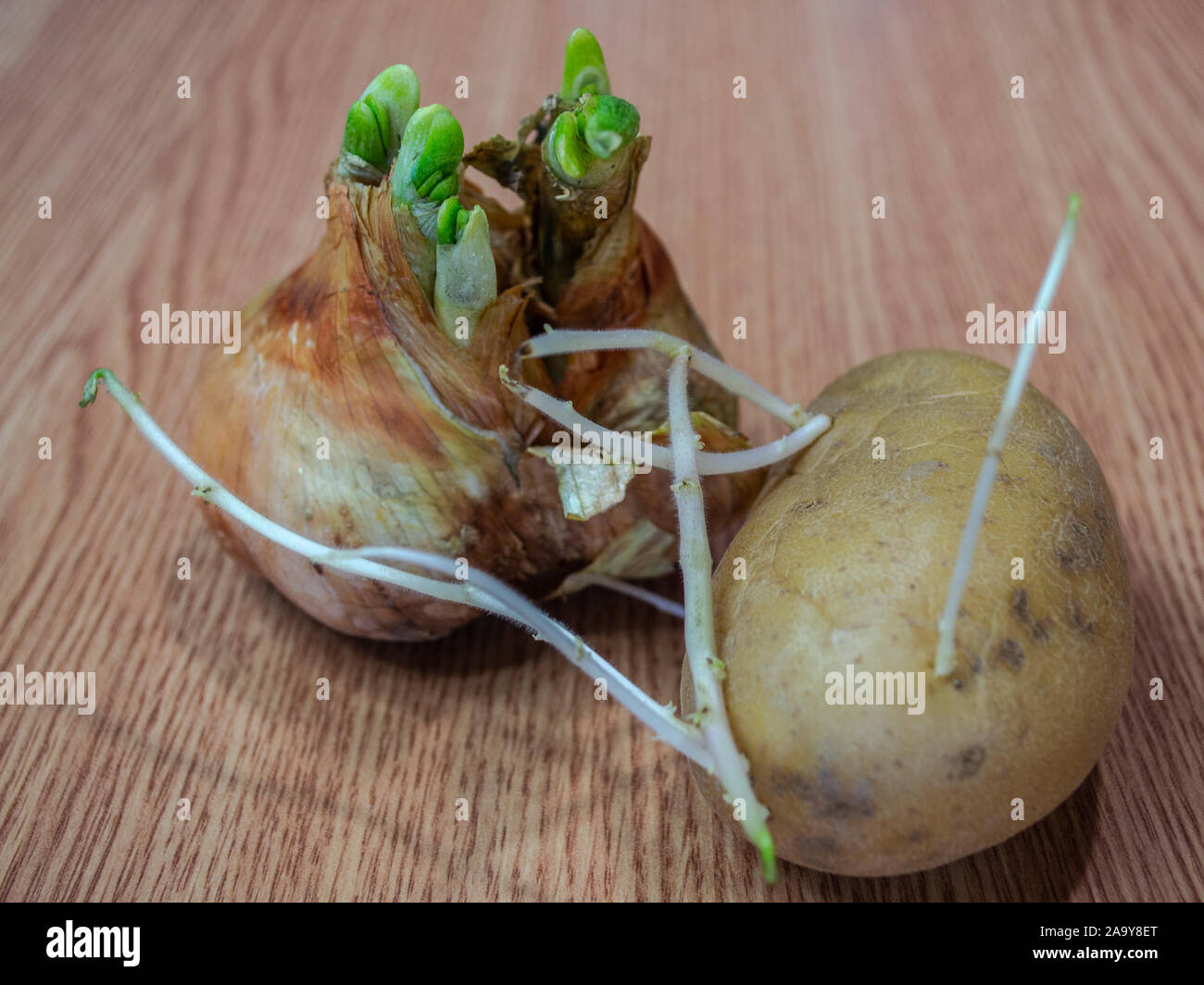 Sprouting onion and potato Stock Photo