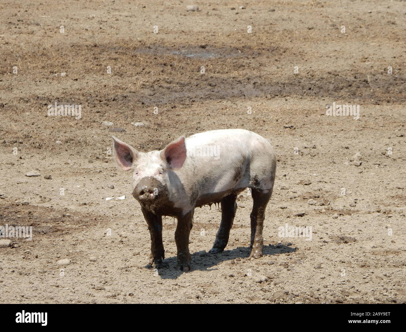Lucky pig hires stock photography and images Alamy