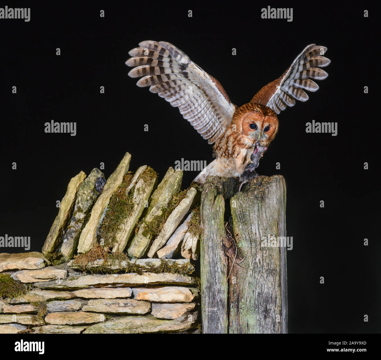 Tawny Owl hunting at night Stock Photo Alamy