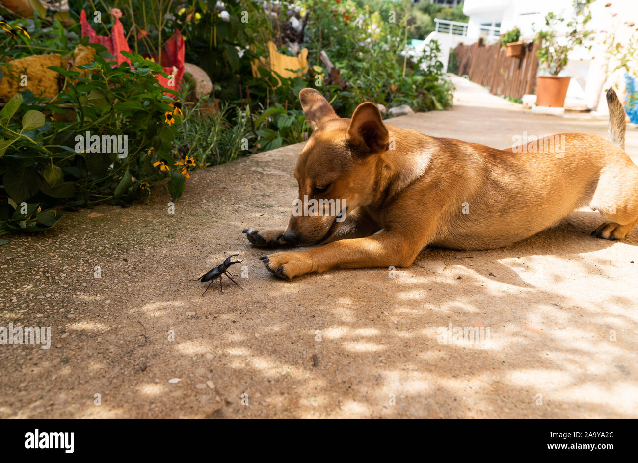 a cheeky stag-beetle attacks a funny dog. Funny scene. Big and small. Stock Photo