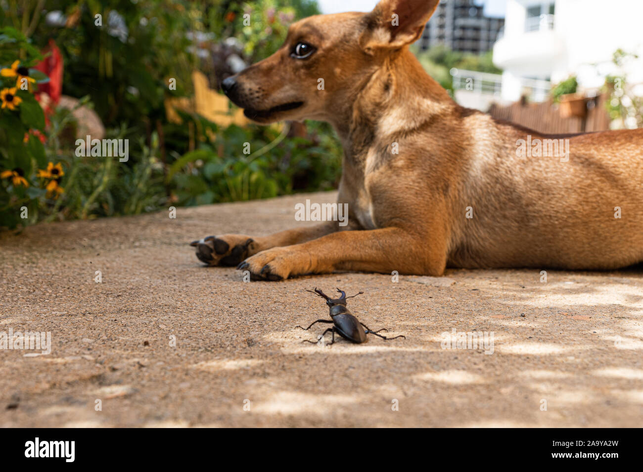 a cheeky stag-beetle attacks a funny dog. Funny scene. Big and small. Stock Photo