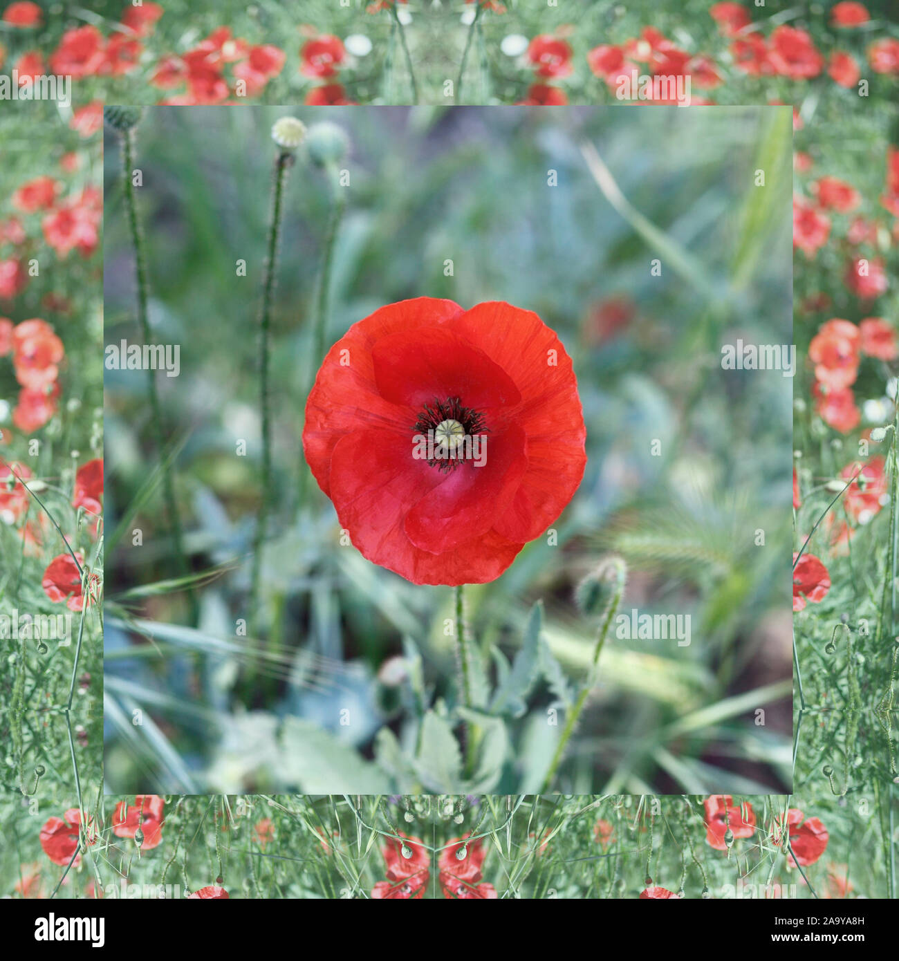 red poppy in field Stock Photo