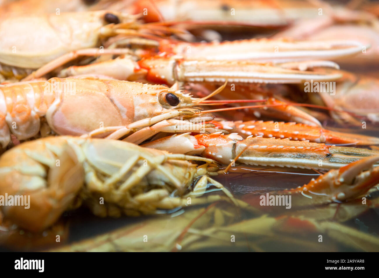 Large sea lobsters seen at the fish market hall.Feskekorka is a seafood