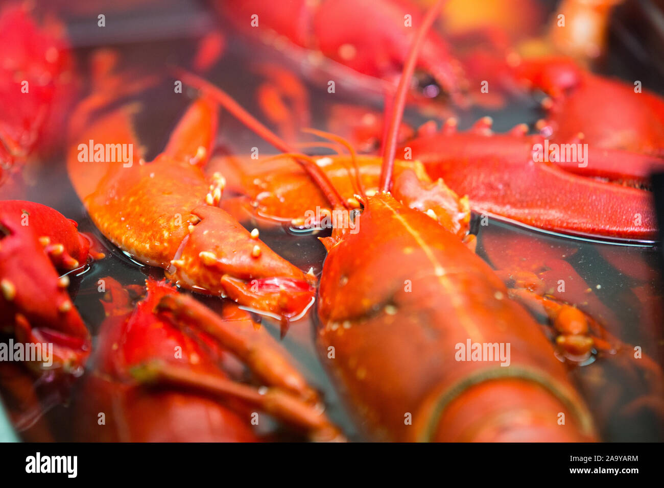 Lobsters seen at the fish market hall.Feskekorka is a seafood market in