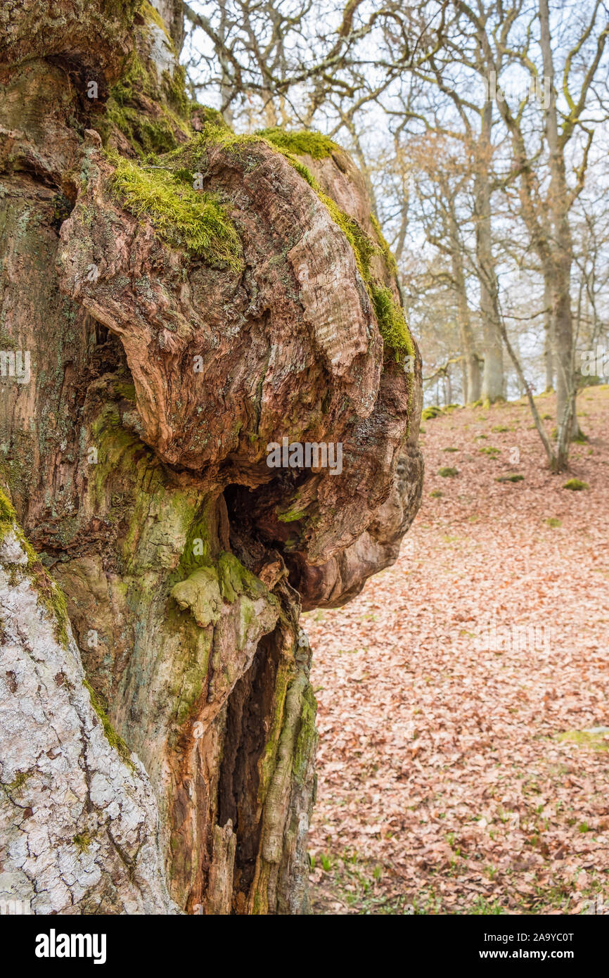Big tree burls at a old oak tree Stock Photo Alamy