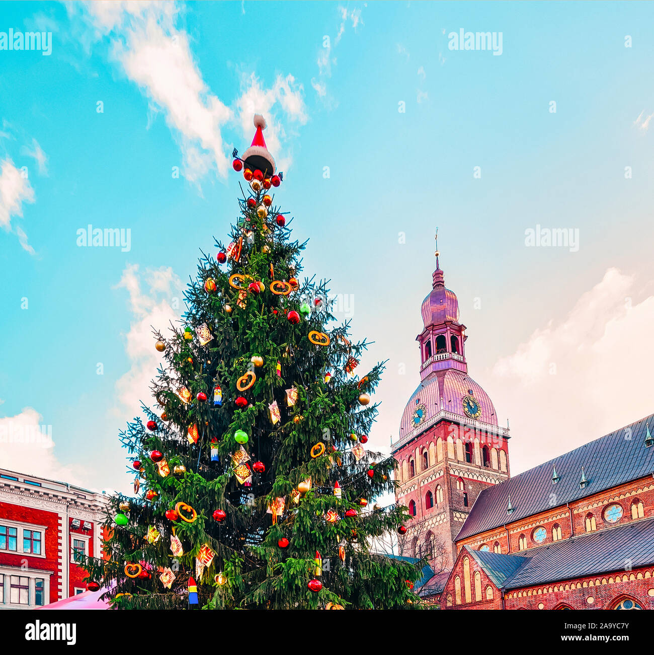 Christmas tree at Dome Cathedral in Riga new Stock Photo - Alamy