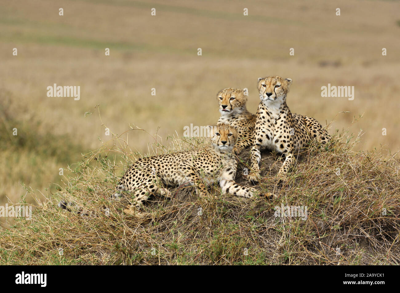 Gepard (Acinonyx jubatus) Stock Photo