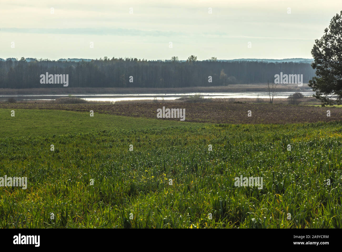 Large pond for fish farming. Green meadow in the foreground. The fishing industry in the village. Podlasie, Poland. Stock Photo