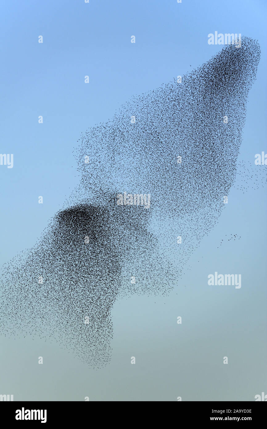 Stare sammeln hi-res stock photography and images - Alamy