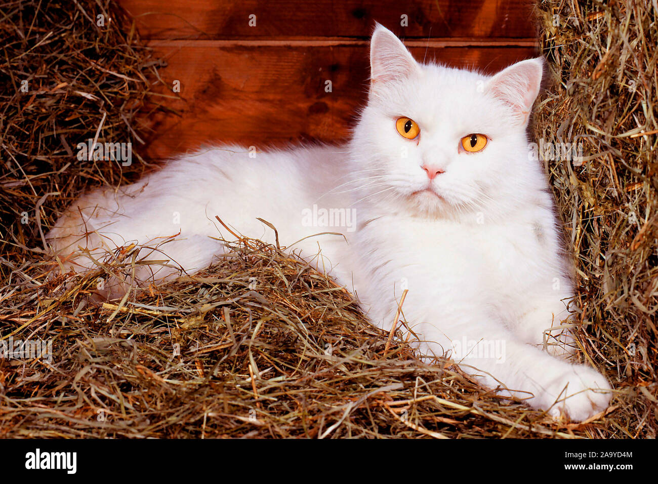 Weisse Hauskatzen liegt im Stroh Stock Photo