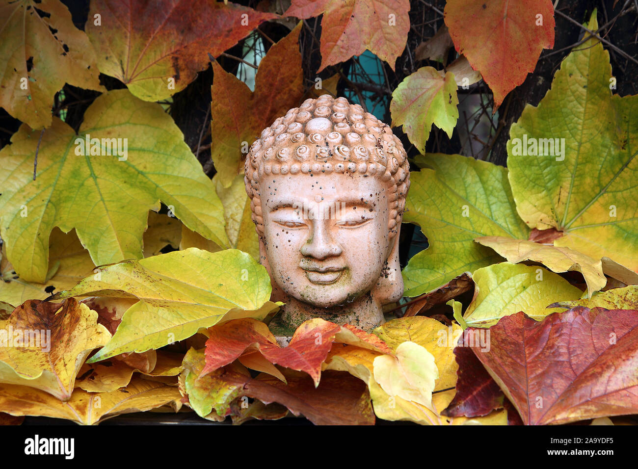 Buddhafigur zwischen Wilden Wein, Stock Photo