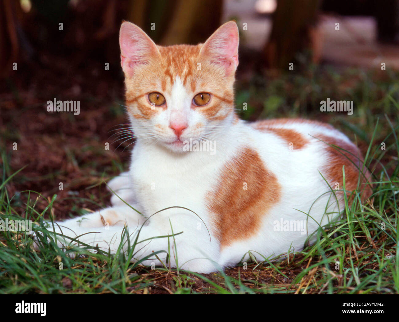Rot Weisse Katze High Resolution Stock Photography and Images - Alamy