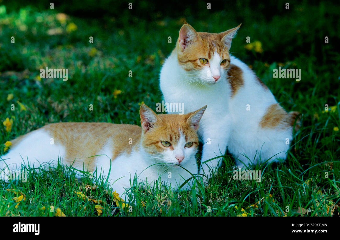 Zwei Hauskatzen liegen und sitzen im Gras Stock Photo