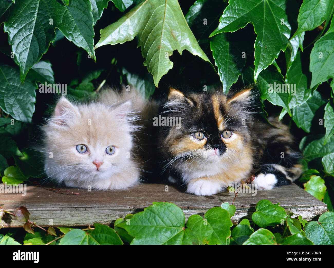 Zwei Angorakatzen, Jungtiere Stock Photo