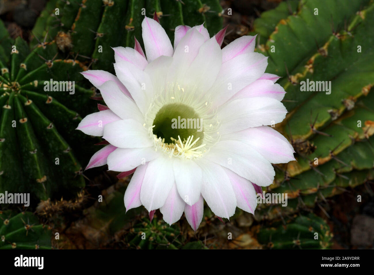 Seeigelkaktus, Bluete, Schinopsis calochlora, Stock Photo