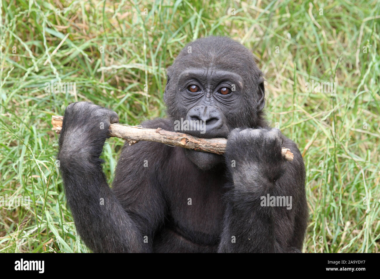 Junger Flachlandgorilla, Gorilla gorilla, Stock Photo