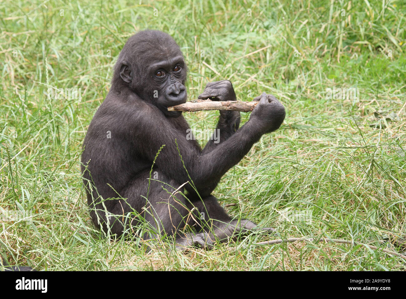 Junger Flachlandgorilla mit Stock, Gorilla gorilla, Stock Photo