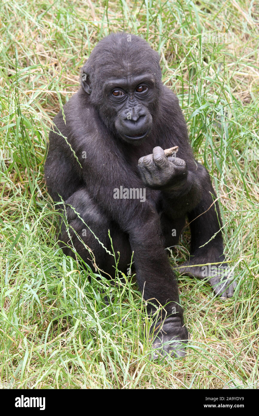 Junger Flachlandgorilla, Gorilla gorilla Stock Photo