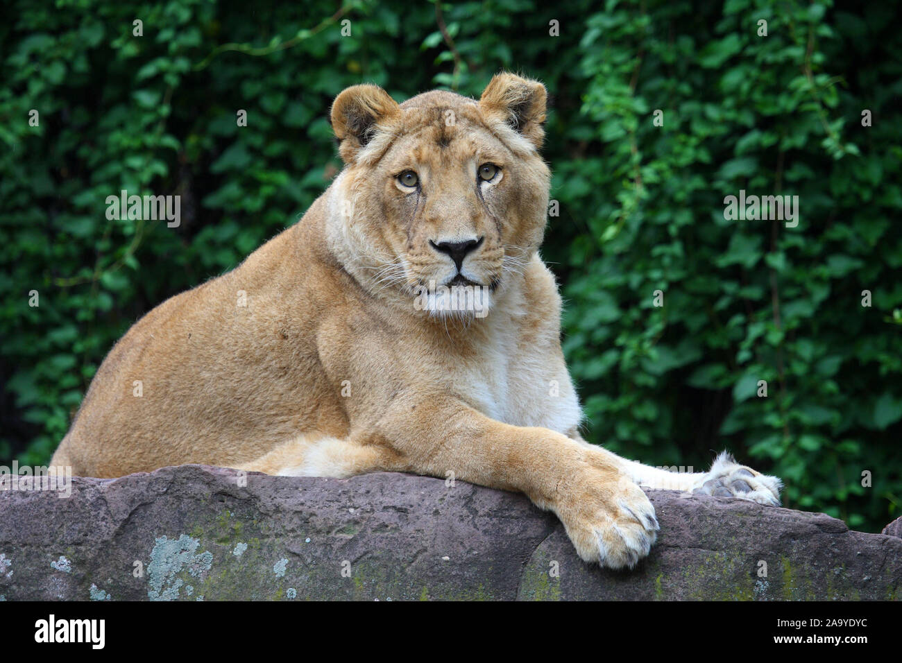 Indischer Loewe, weiblich, Panthera leo persica, Stock Photo