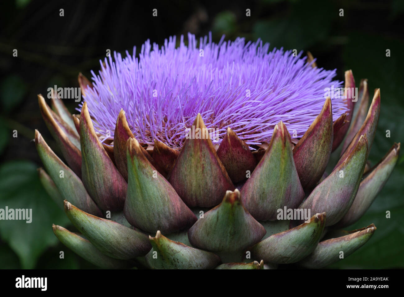 Artischocke garten hires stock photography and images Alamy
