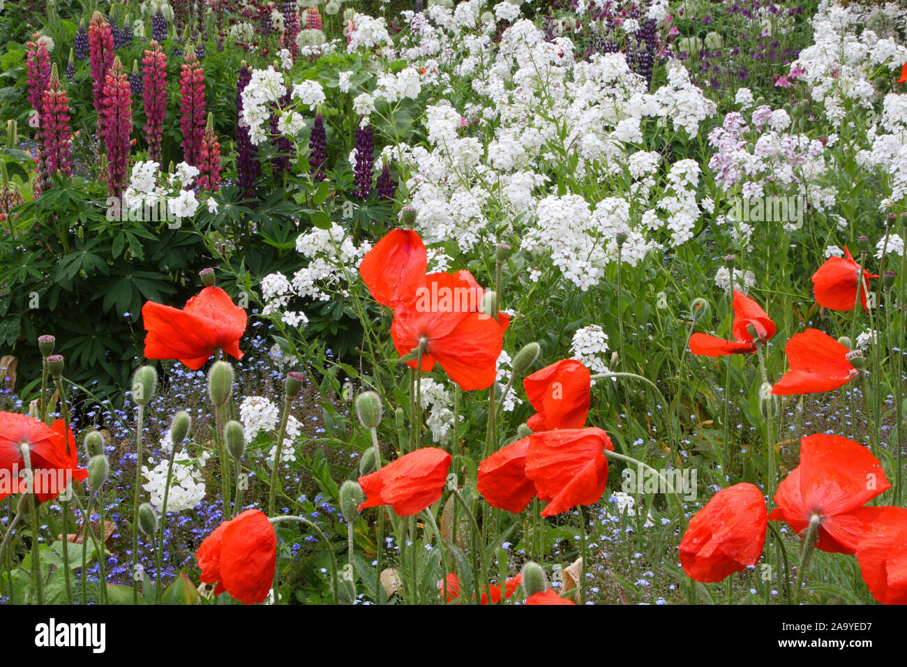 Sommergarten mit Mohnblumen und Lupinen, (Papaver orientale), Stock Photo