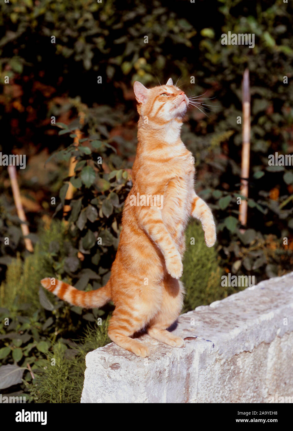 Rote Hauskatze macht Männchen Stock Photo