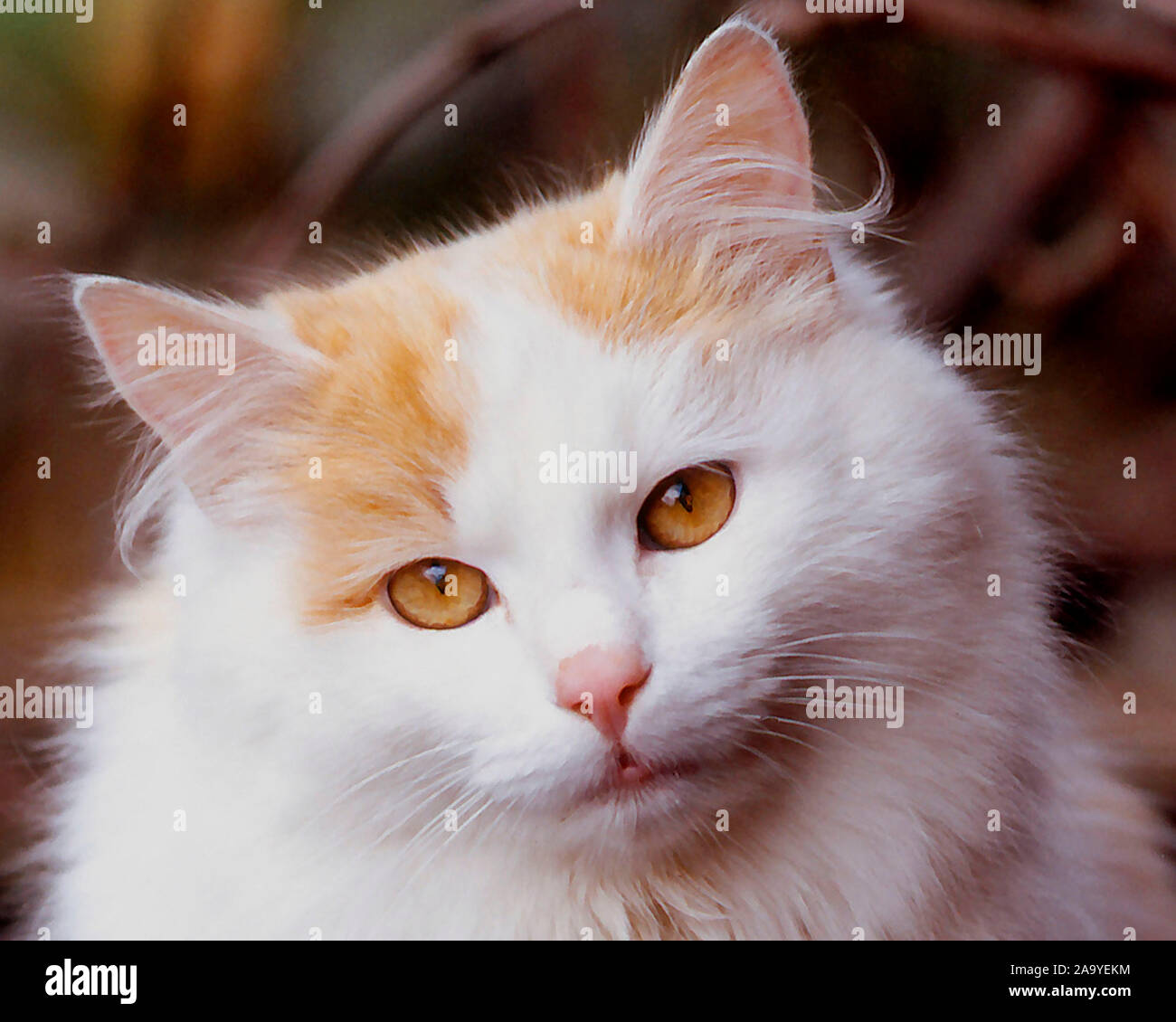 Rote-weisse Hauskatze sitzt auf einem Dach Stock Photo