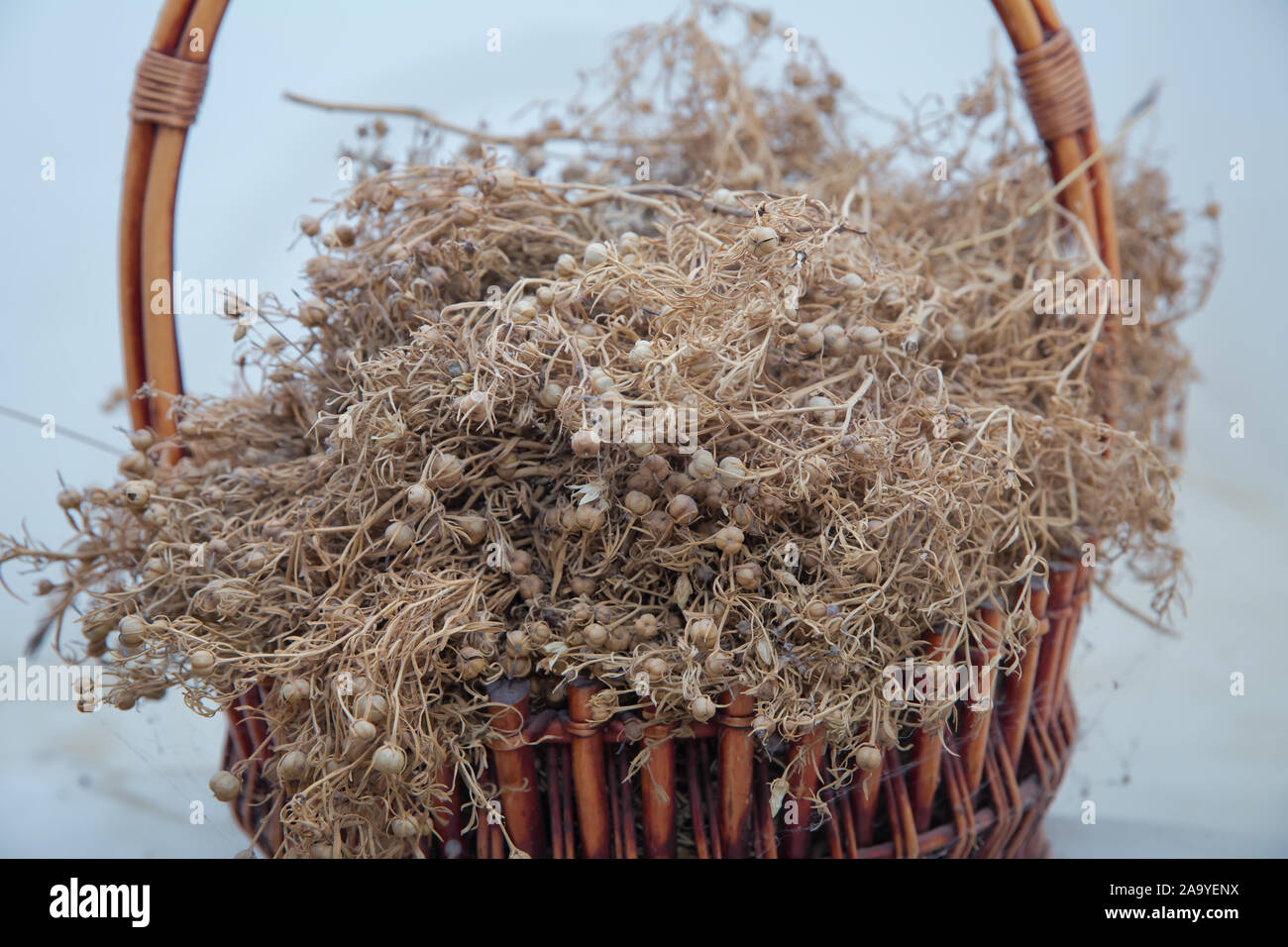 Peganum harmala herb, medicinal herbs, herbal plants, medicinal plants . Dried Harmal on display in the basket . Dried Peganum harmala are hung in Stock Photo
