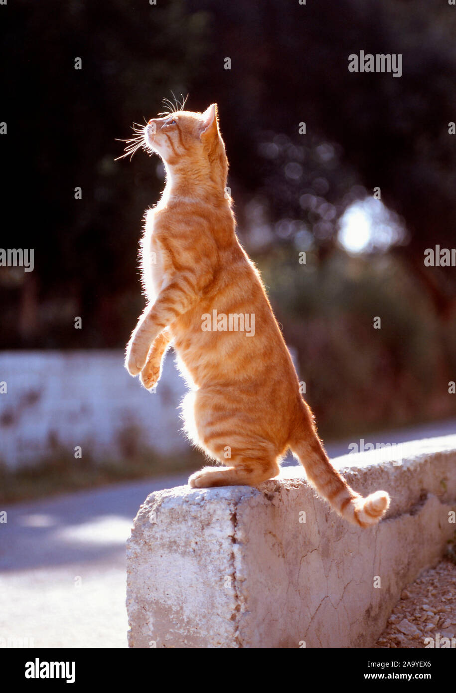 Rote Hauskatze macht Männchen Stock Photo