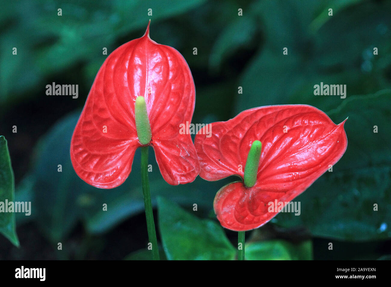 Flamingoblume, Anthurium species Stock Photo Alamy