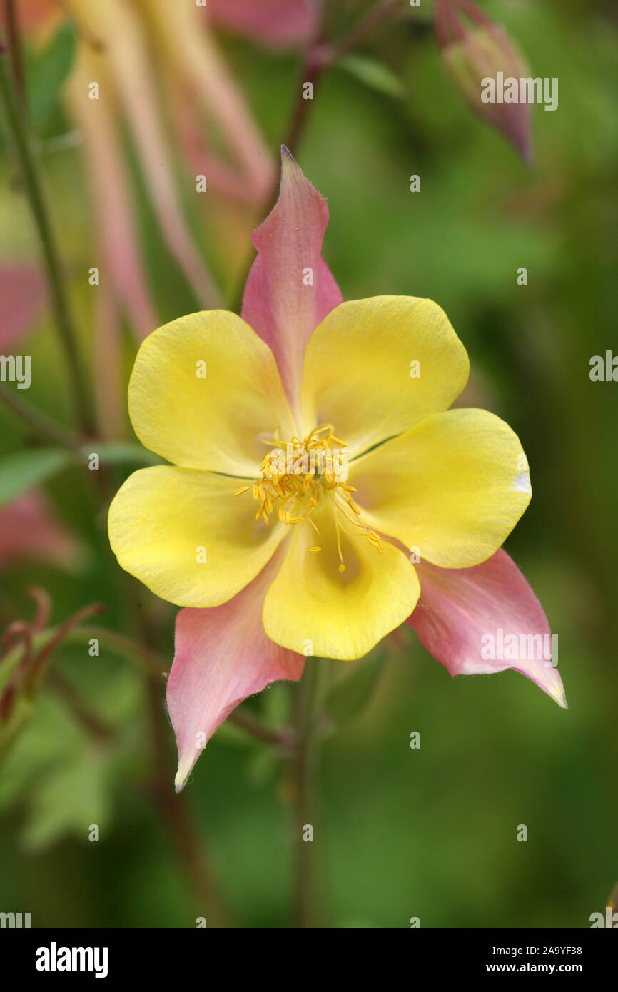 Akelei, Bluete, (Aquilegia caerulea), Stock Photo