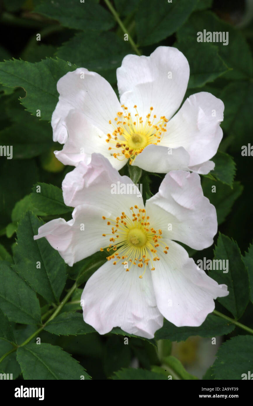 Rosa Blueten High Resolution Stock Photography and Images - Alamy
