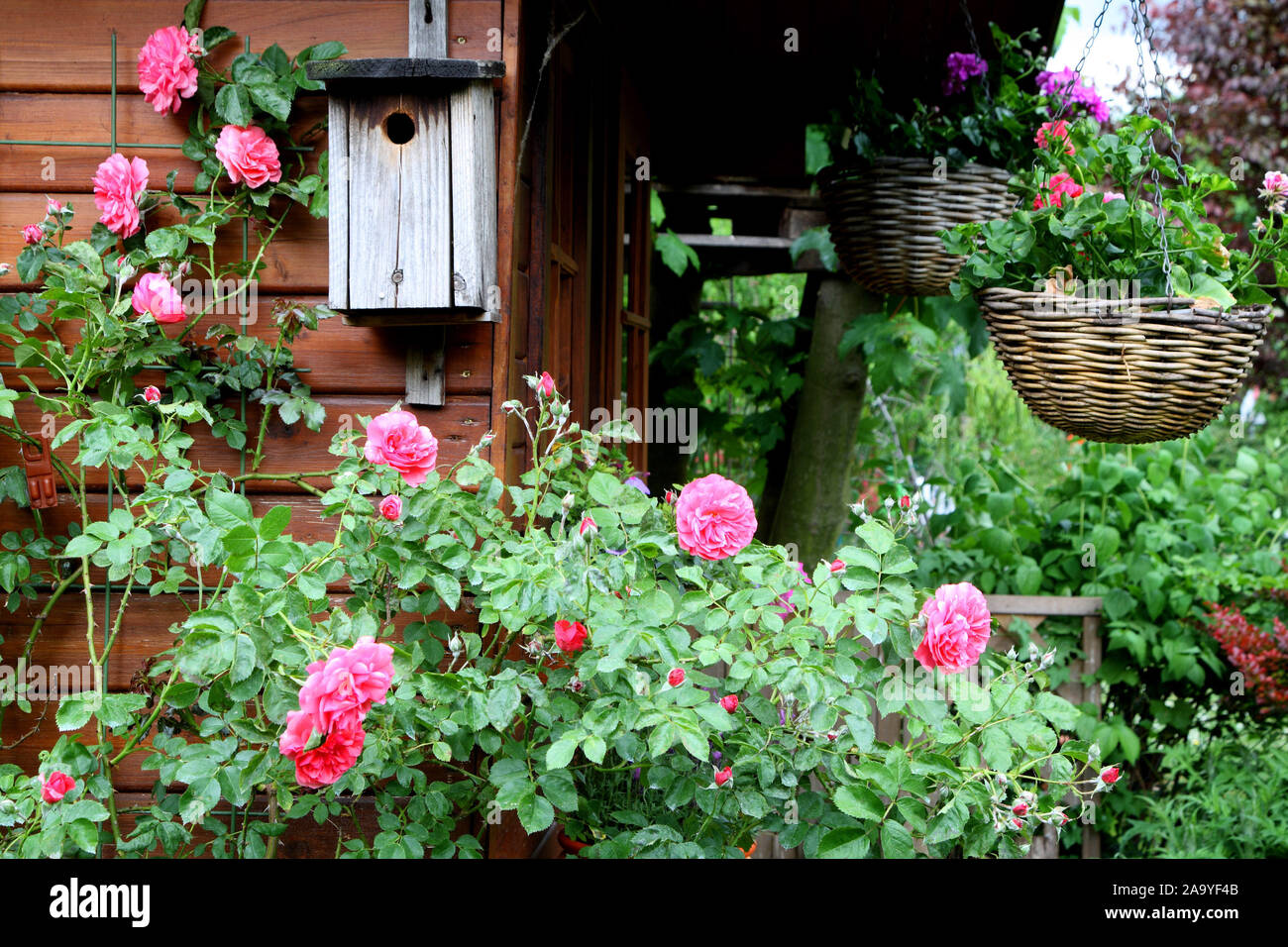 Gartenhaus mit Vogelnistkasten und Rosen Stock Photo