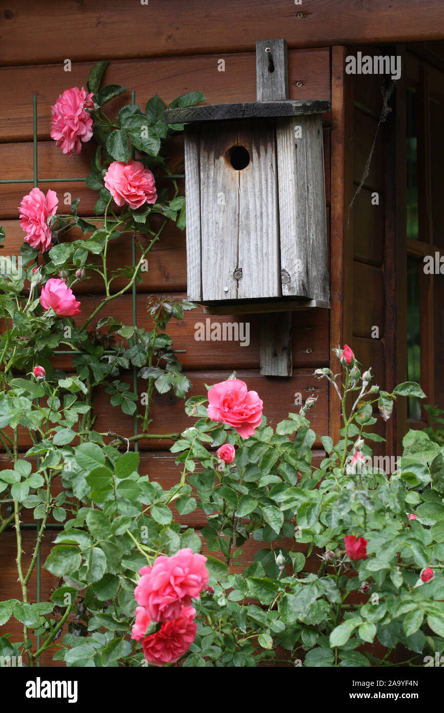 Gartenhaus mit Vogelnistkasten und Rosen Stock Photo