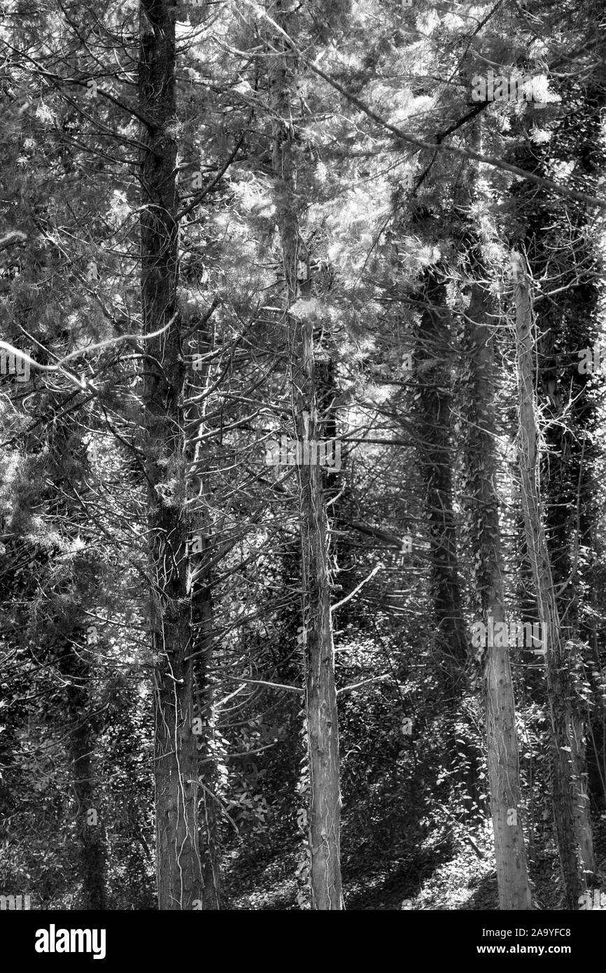 Coniferous forest Black and White Stock Photos & Images - Alamy