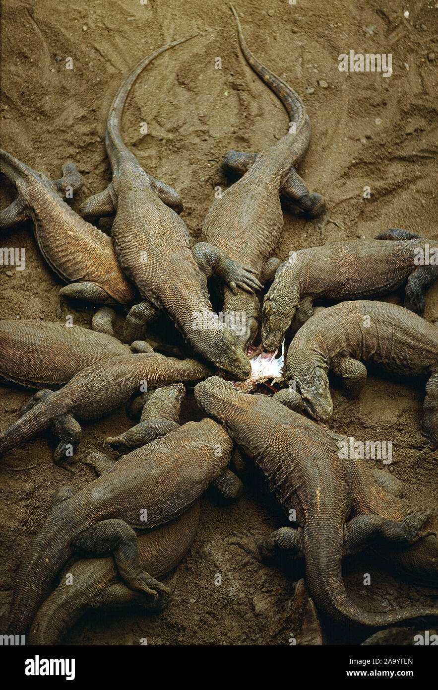 Indonesia. Komodo Island. Wildlife. Komodo Dragons in feeding frenzy. Stock Photo