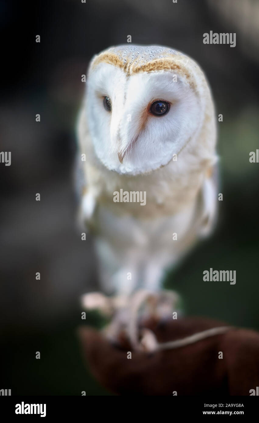 The Barn Owl (Tyto alba) Also known as the ‘white owl’ and the ‘screech owl’, the Barn Owl is